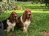  - Chiots bassets hound à reserver