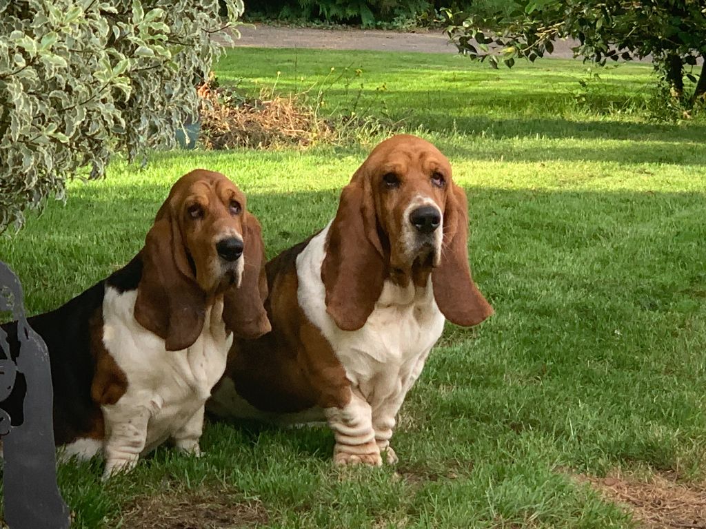 Chiots bassets hound à reserver