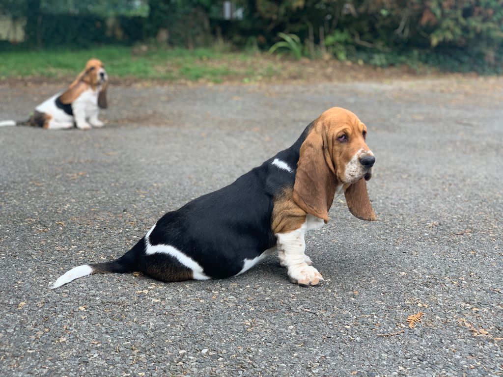Du Clos Des Lilas Bleus - Chiots disponibles - Basset Hound