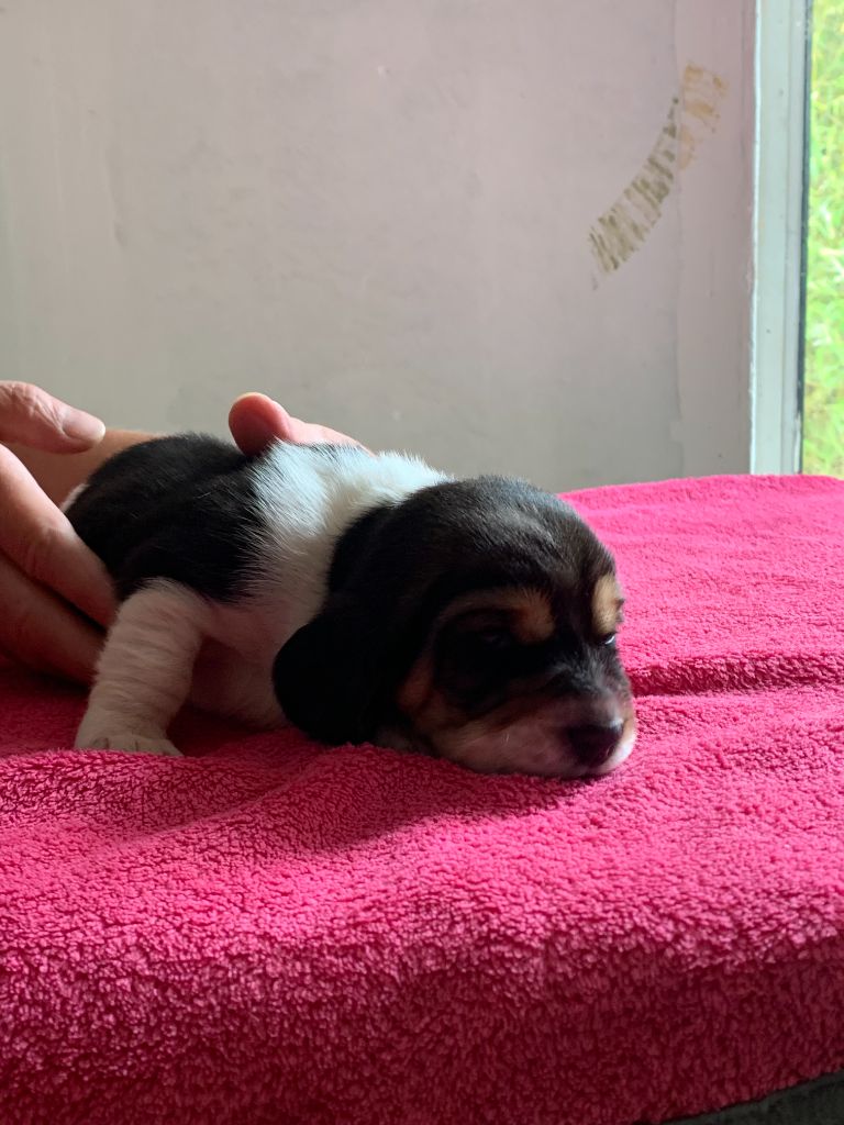 Du Clos Des Lilas Bleus - Chiots disponibles - Basset Hound