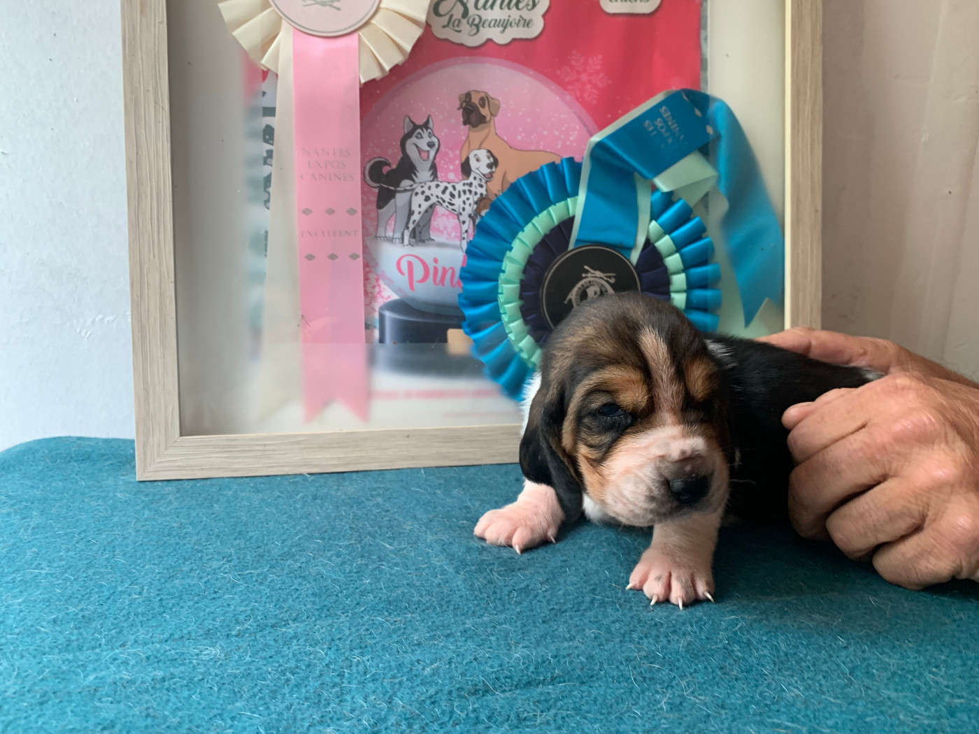 Du Clos Des Lilas Bleus - Chiots disponibles - Basset Hound
