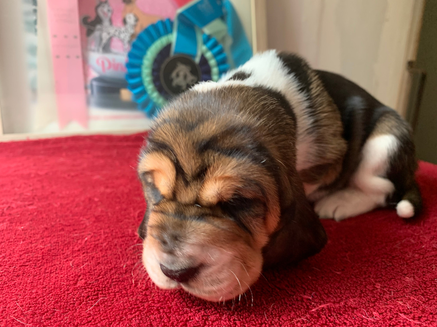 Du Clos Des Lilas Bleus - Chiots disponibles - Basset Hound