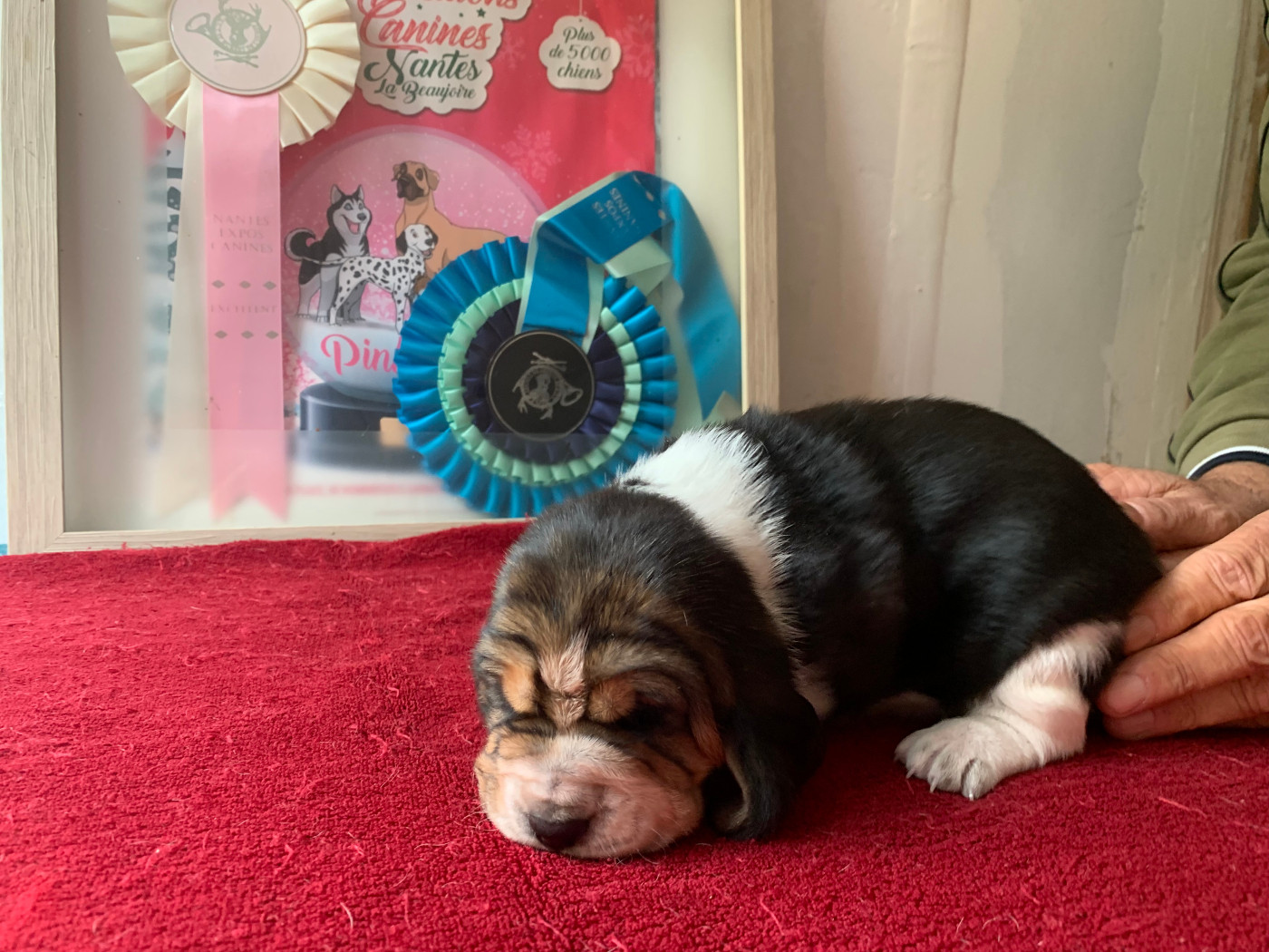 Du Clos Des Lilas Bleus - Chiots disponibles - Basset Hound