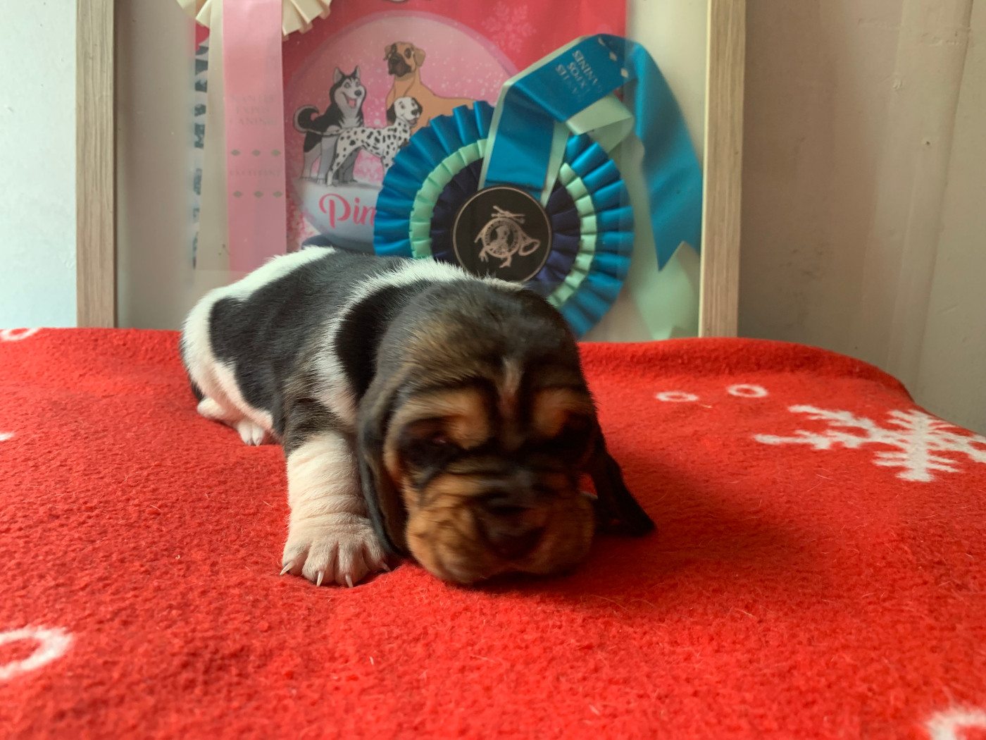 Du Clos Des Lilas Bleus - Chiots disponibles - Basset Hound