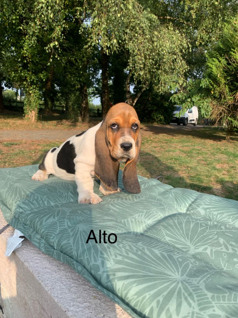 Du Clos Des Lilas Bleus - Chiots disponibles - Basset Hound