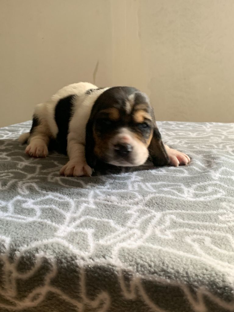 Du Clos Des Lilas Bleus - Chiots disponibles - Basset Hound