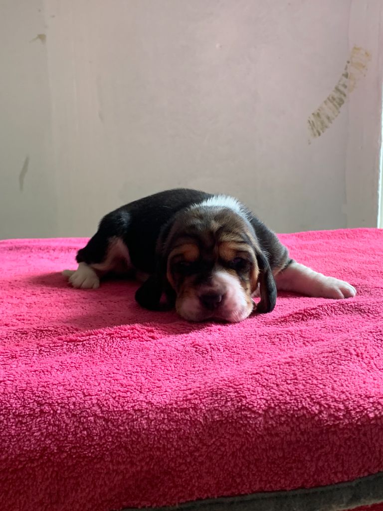 Du Clos Des Lilas Bleus - Chiots disponibles - Basset Hound