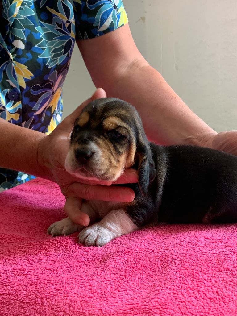 Du Clos Des Lilas Bleus - Chiots disponibles - Basset Hound