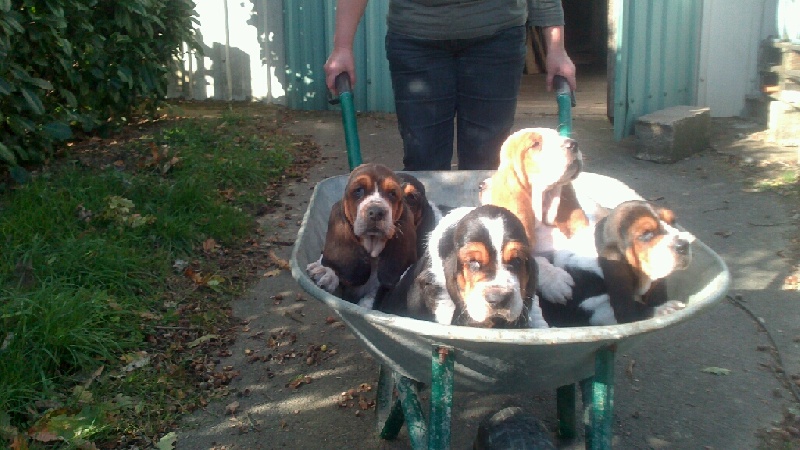 Du Clos Des Lilas Bleus - Basset Hound - Portée née le 17/09/2013