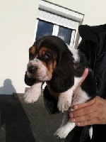 CHIOT