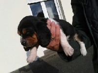 CHIOT