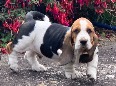 CHIOT 2