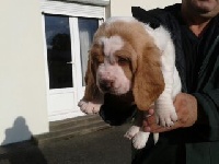 CHIOT