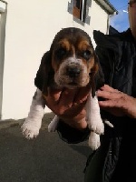 CHIOT