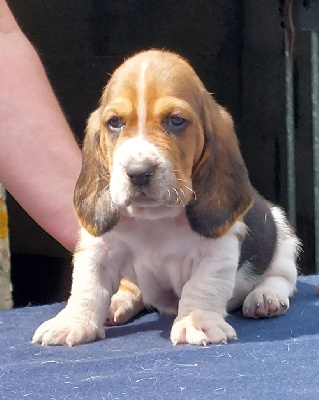 CHIOT 4