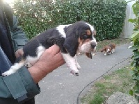 CHIOT