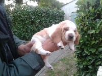 CHIOT