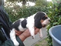 CHIOT