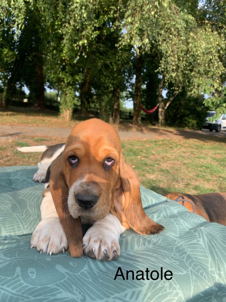 Du Clos Des Lilas Bleus - Chiots disponibles - Basset Hound