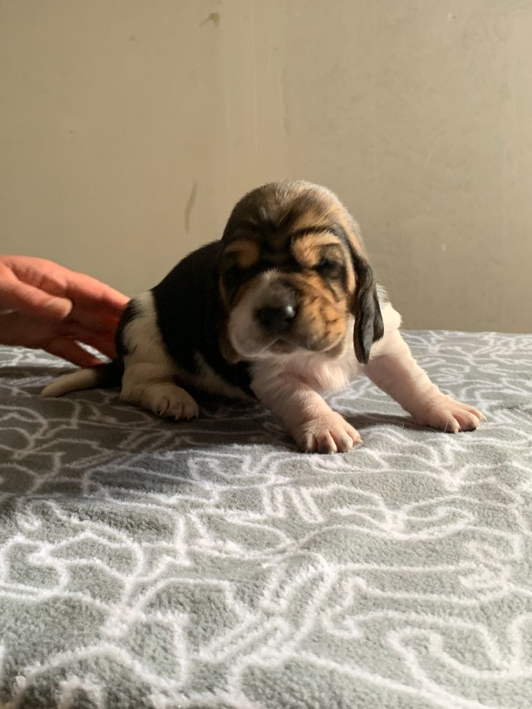 Du Clos Des Lilas Bleus - Chiots disponibles - Basset Hound