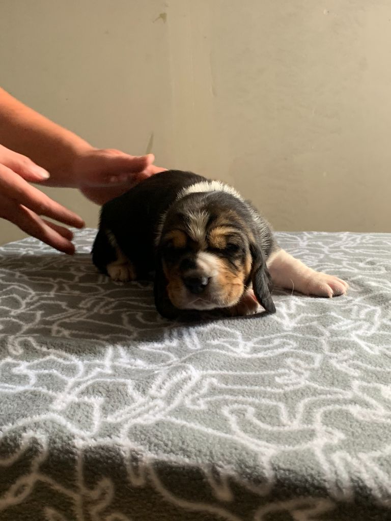Du Clos Des Lilas Bleus - Chiots disponibles - Basset Hound