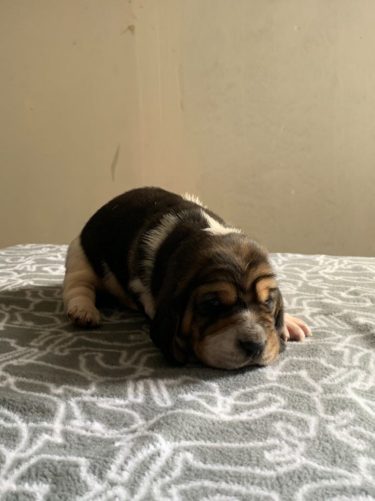 Du Clos Des Lilas Bleus - Chiots disponibles - Basset Hound